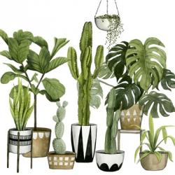 Plant Haven I | Obraz na stenu