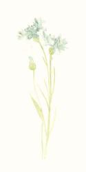 Cornflower Study I | Obraz na stenu