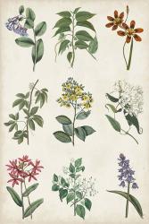 Botanical Chart I | Obraz na stenu