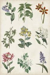 Botanical Chart I | Obraz na stenu