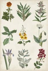 Botanical Chart II | Obraz na stenu
