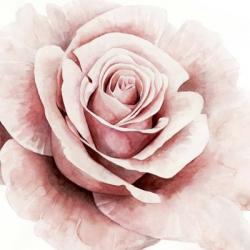 Pink Rose I | Obraz na stenu