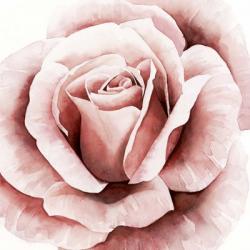 Pink Rose II | Obraz na stenu