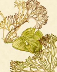 Vintage Seaweed Collection II | Obraz na stenu