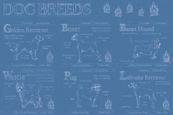 Dog Breeds Infograph | Obraz na stenu