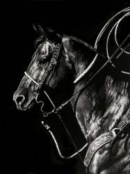 Scratchboard Rodeo V | Obraz na stenu