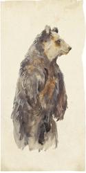 Brown Bear Stare II | Obraz na stenu