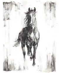 Rustic Black Stallion I | Obraz na stenu