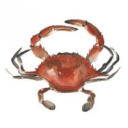 Watercolor Crab I | Obraz na stenu