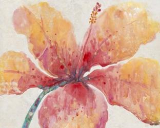 Blooming Hibiscus | Obraz na stenu