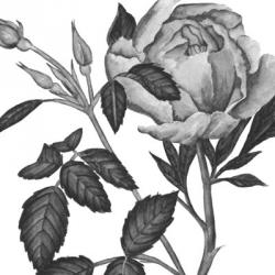 Flowers in Grey I | Obraz na stenu