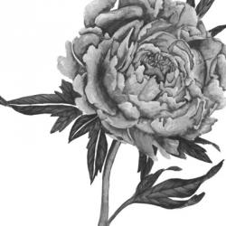 Flowers in Grey II | Obraz na stenu