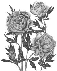 Flowers in Grey V | Obraz na stenu