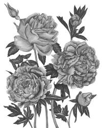 Flowers in Grey VI | Obraz na stenu