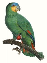 Parrot of the Tropics I | Obraz na stenu