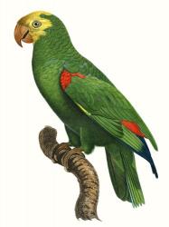 Parrot of the Tropics III | Obraz na stenu