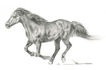 Wild Horse Portrait I | Obraz na stenu