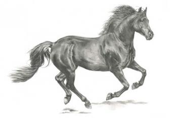 Wild Horse Portrait II | Obraz na stenu