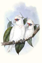 Pastel Parrots IV | Obraz na stenu