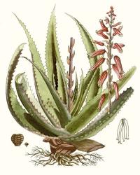 Antique Aloe I | Obraz na stenu