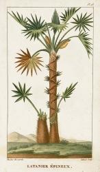 Exotic Palms I | Obraz na stenu