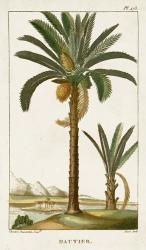 Exotic Palms IV | Obraz na stenu