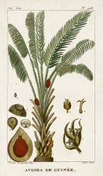 Exotic Palms VI | Obraz na stenu