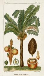 Exotic Palms VII | Obraz na stenu