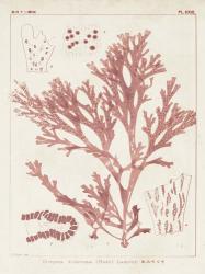 Antique Coral Seaweed I | Obraz na stenu