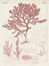 Antique Coral Seaweed II | Obraz na stenu