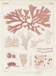 Antique Coral Seaweed III | Obraz na stenu