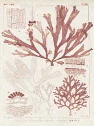 Antique Coral Seaweed IV | Obraz na stenu