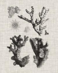 Coral Specimen I | Obraz na stenu