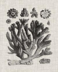 Coral Specimen IV | Obraz na stenu