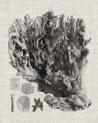 Coral Specimen V | Obraz na stenu