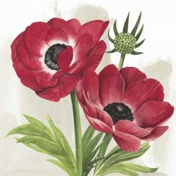 Crimson Anemones I | Obraz na stenu