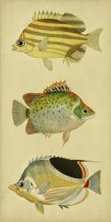 Trio of Tropical Fish I | Obraz na stenu