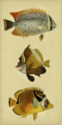 Trio of Tropical Fish II | Obraz na stenu