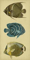 Trio of Tropical Fish III | Obraz na stenu
