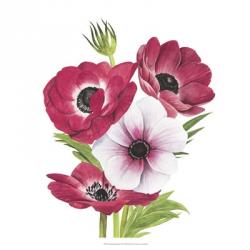 Anemone Blooms II | Obraz na stenu