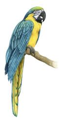 Teal Macaw I | Obraz na stenu