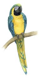 Teal Macaw II | Obraz na stenu