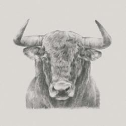 Black & White Bull | Obraz na stenu