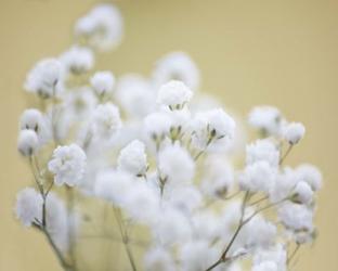 Baby's Breath Study III | Obraz na stenu