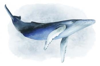 Watercolor Humpback I | Obraz na stenu