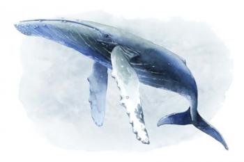 Watercolor Humpback II | Obraz na stenu