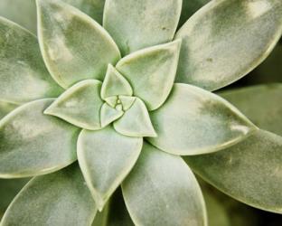 Spring Succulent I | Obraz na stenu