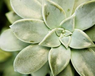 Spring Succulent II | Obraz na stenu