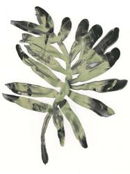 Foliage Fossil V | Obraz na stenu