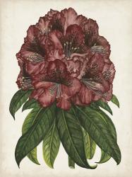 Rhododendron Study I | Obraz na stenu